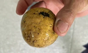 Bảy Du Khách Nhập Viện Vì Ngộ Độc Thực Phẩm Sau Khi Ăn Quả Dại Ở Thái Lan